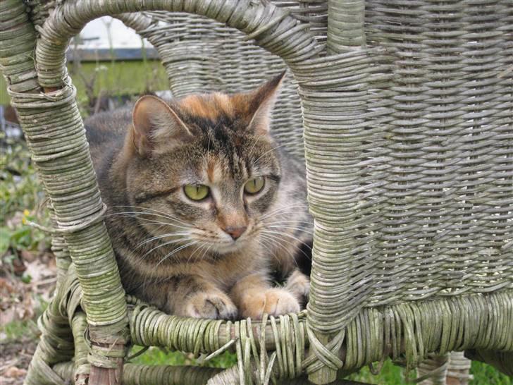 Huskat frida billede 5