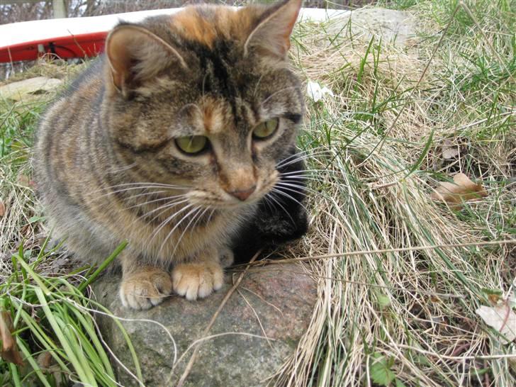 Huskat frida billede 6