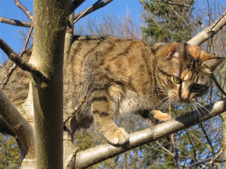 Huskat frida billede 7