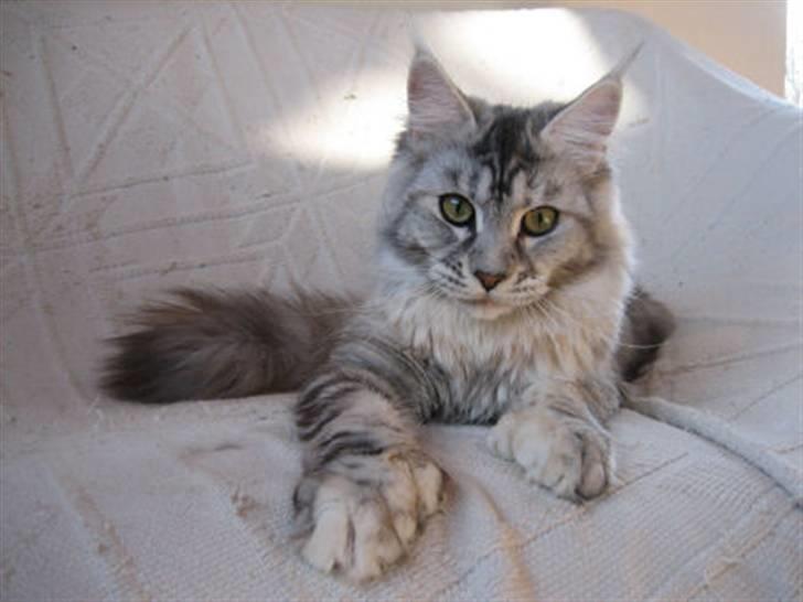Maine Coon Aquileia P billede 13