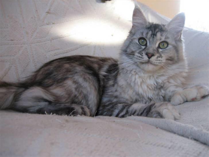 Maine Coon Aquileia P billede 14