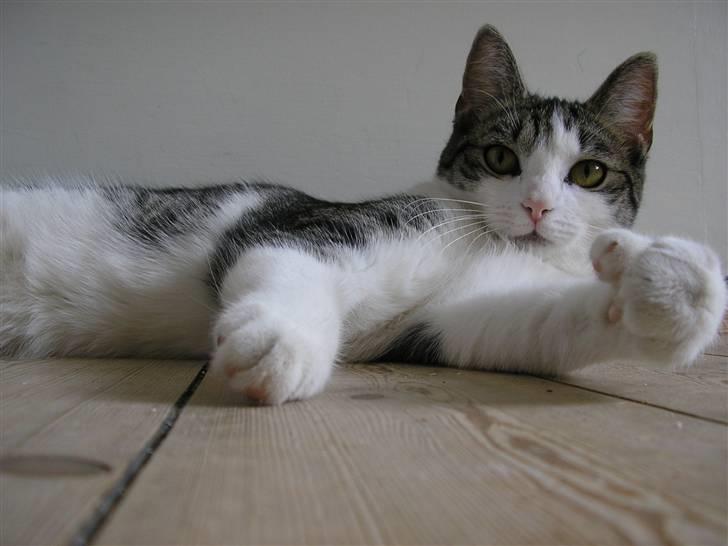 Huskat Fu Quan billede 1