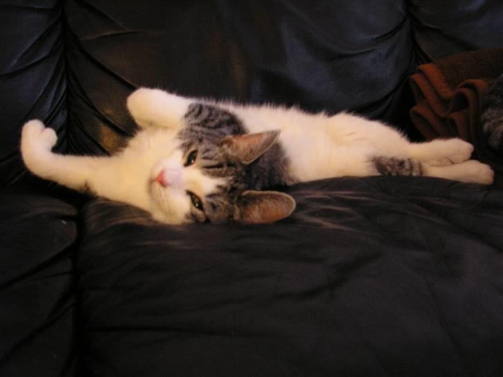 Huskat Fu Quan billede 2