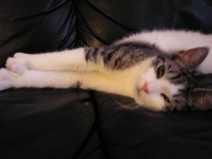 Huskat Fu Quan billede 3