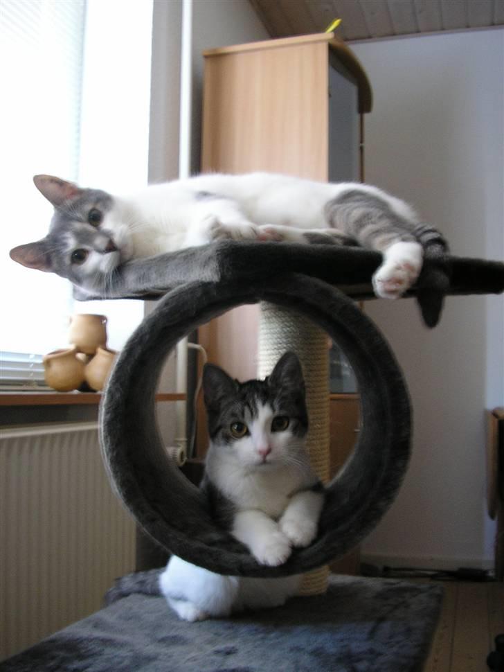 Huskat Fu Quan - Onkel Timmay og lille Fu Quan billede 4