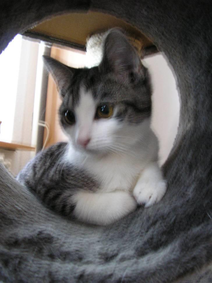 Huskat Fu Quan billede 5