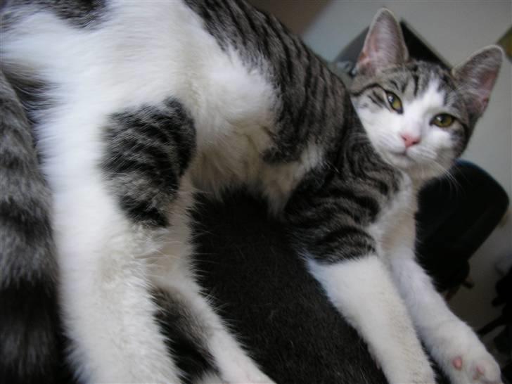 Huskat Fu Quan billede 6