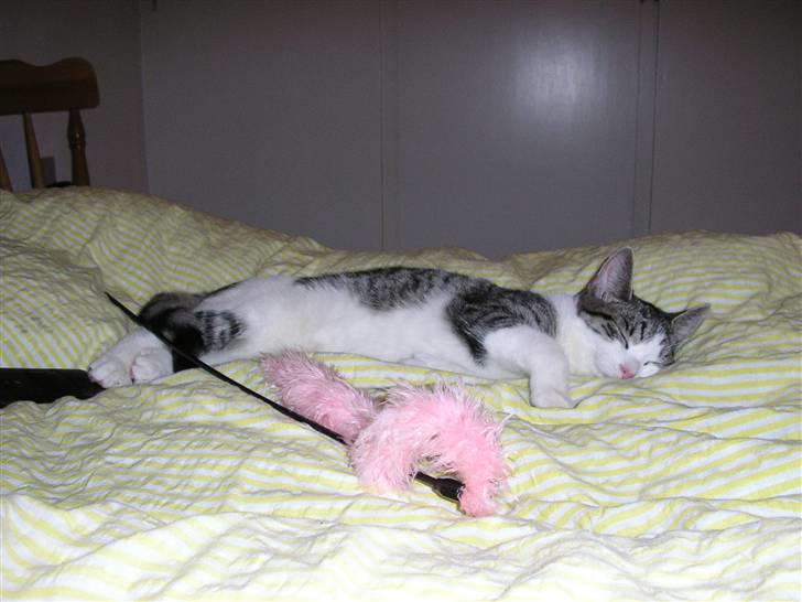 Huskat Fu Quan - Fu Quan er gået død, nååh, aah ah kæle kæle.... billede 7