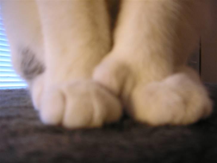 Huskat Fu Quan - Poly tommel tær :) billede 8