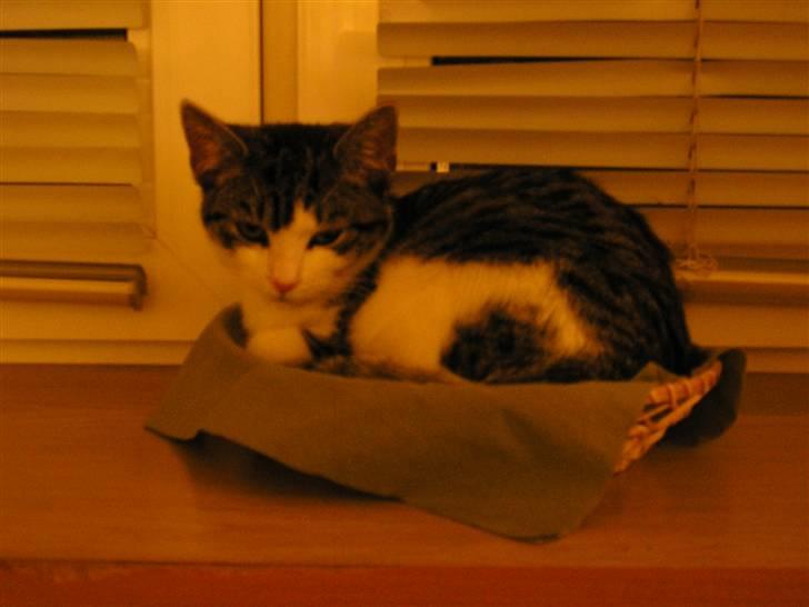 Huskat Fu Quan - "Hvaaad!?" billede 9