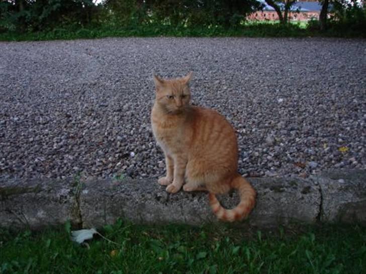 Huskat Brutalis billede 4