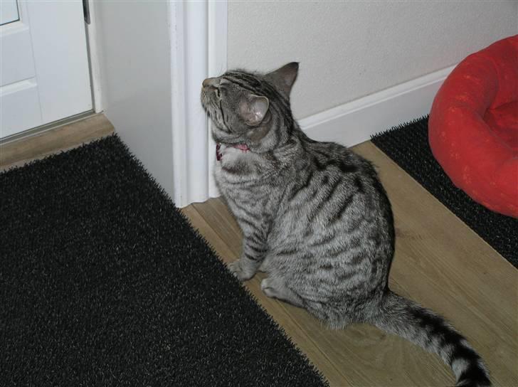 Huskat Tiger billede 1