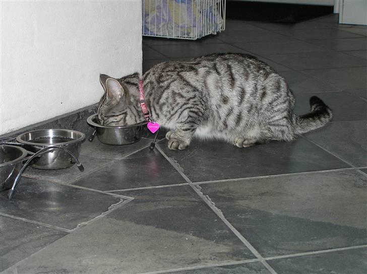 Huskat Tiger billede 2