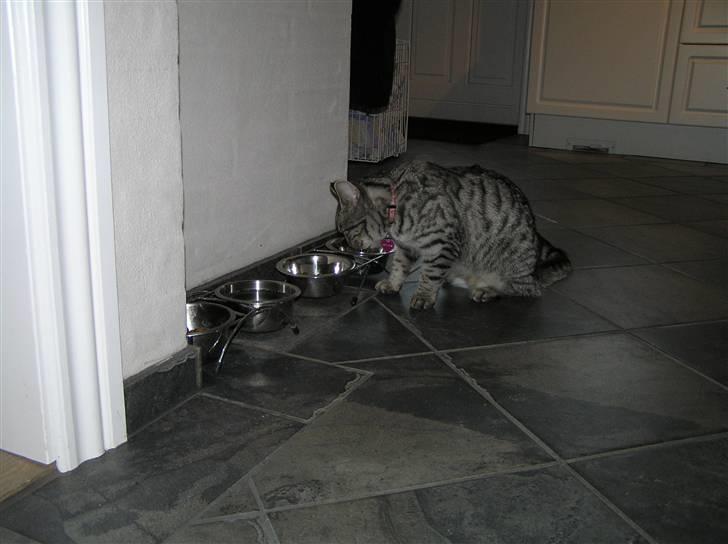 Huskat Tiger billede 3