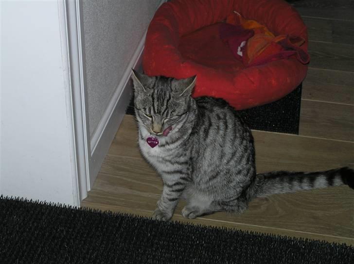 Huskat Tiger billede 4