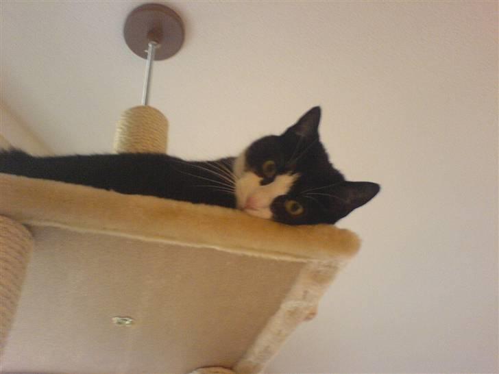 Huskat Felix - Velkommen til Felix´s profil.  billede 1