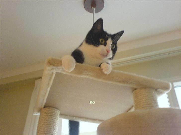 Huskat Felix - Nye stativ, Efter dette billede rev han miin far på næsen, for han var legesyg (:  billede 2