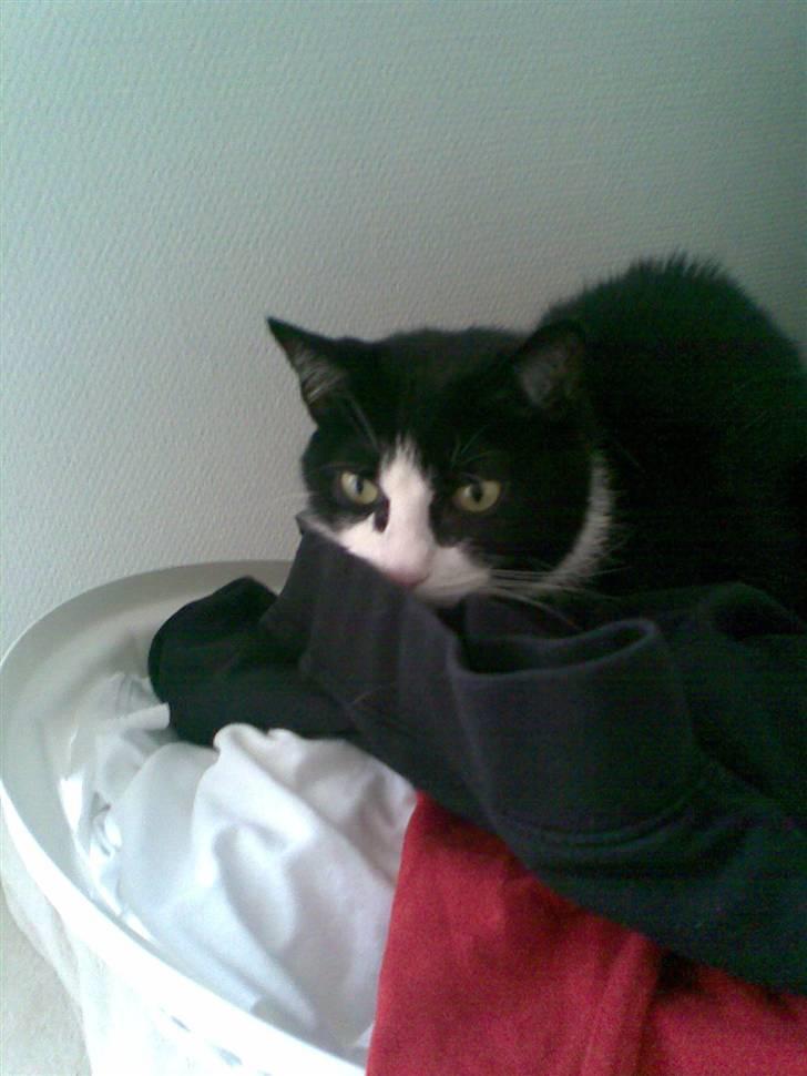 Huskat Felix billede 3