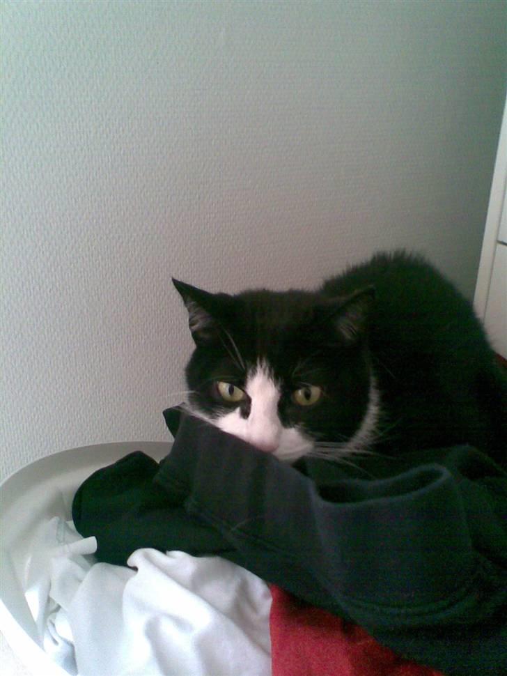 Huskat Felix - Vasketøjskurv.. Nøøj hvor er han fræk. billede 4