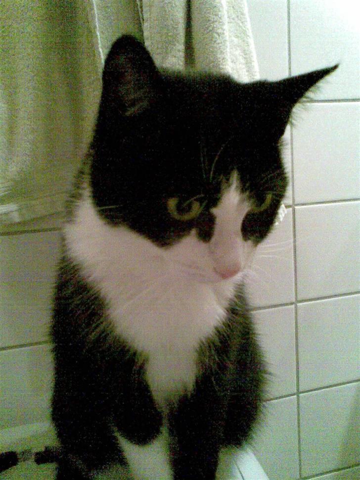 Huskat Felix - Ude på badeværelset.. billede 5