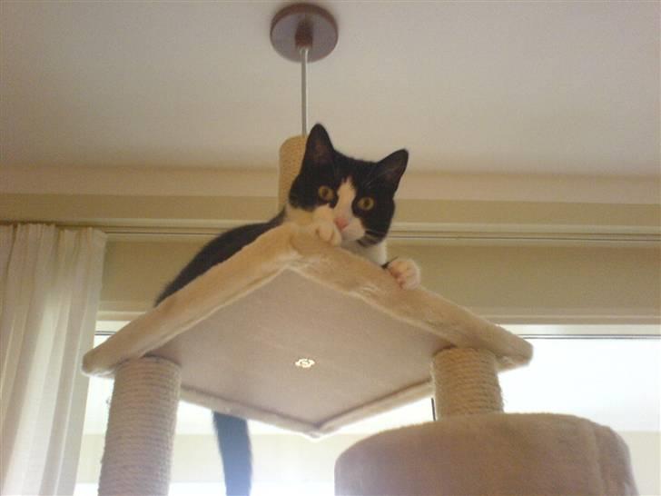 Huskat Felix - Felix på hans nye klatrestativ. xD billede 6