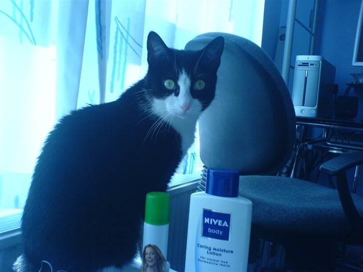 Huskat Felix - "Skulle jeg iik vende mig om ? Hun tager jo billede" billede 7