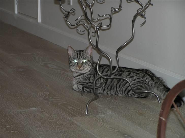 Huskat Tiger billede 5