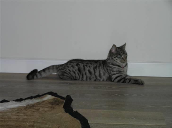 Huskat Tiger billede 6