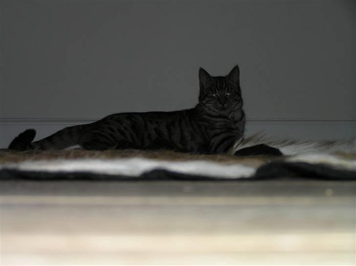 Huskat Tiger billede 7