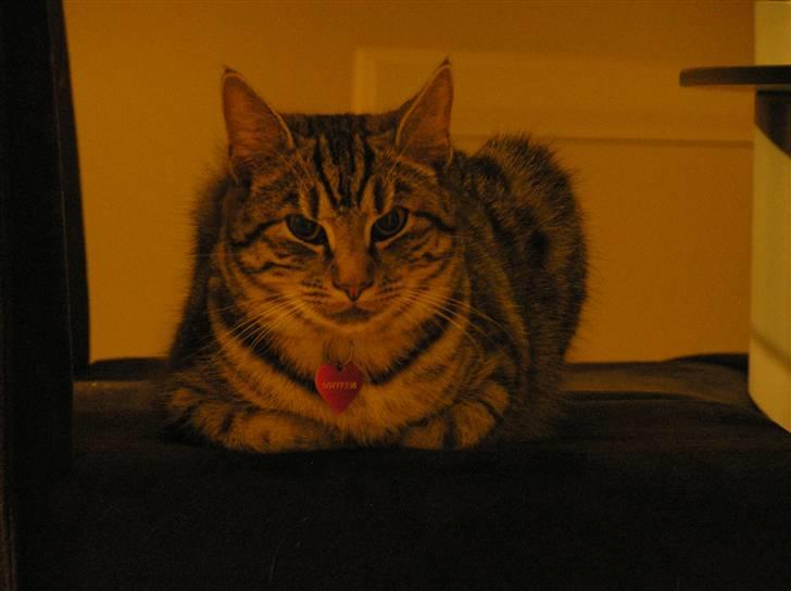 Huskat Tiger billede 8