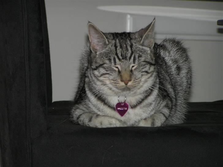 Huskat Tiger billede 9