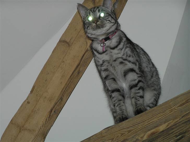 Huskat Tiger billede 10