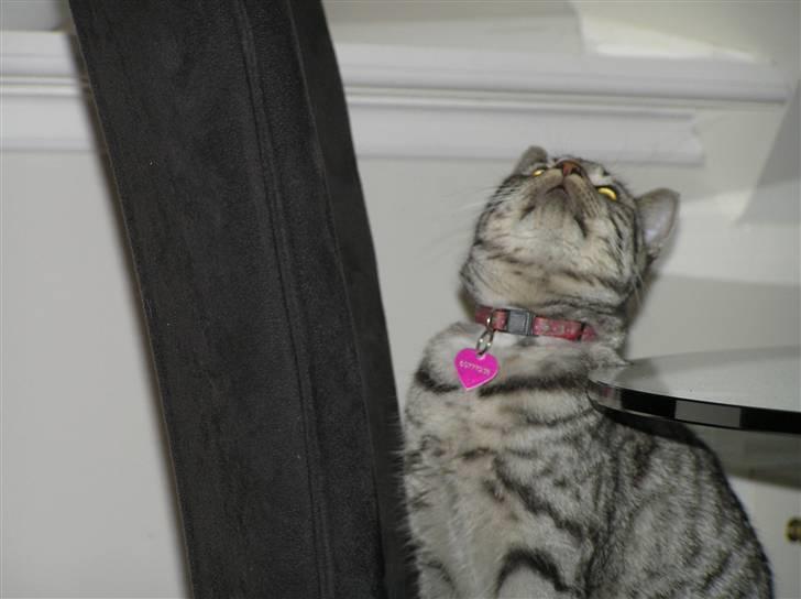 Huskat Tiger billede 11