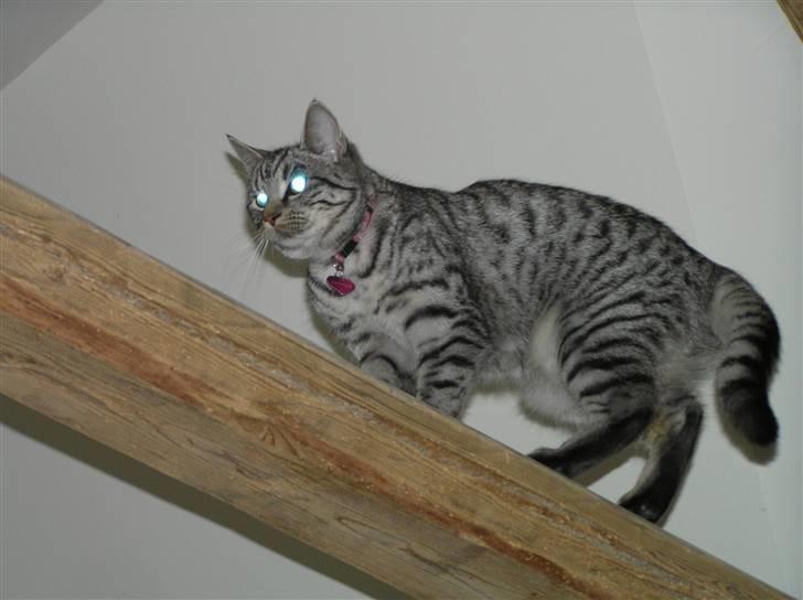 Huskat Tiger billede 12