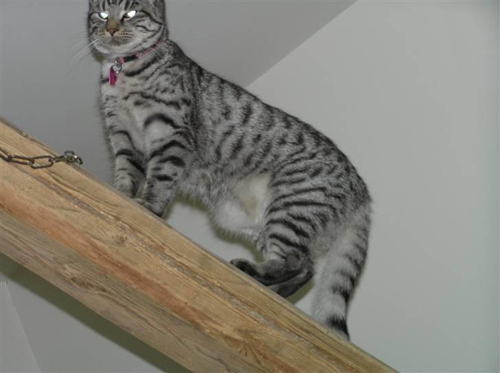 Huskat Tiger billede 13