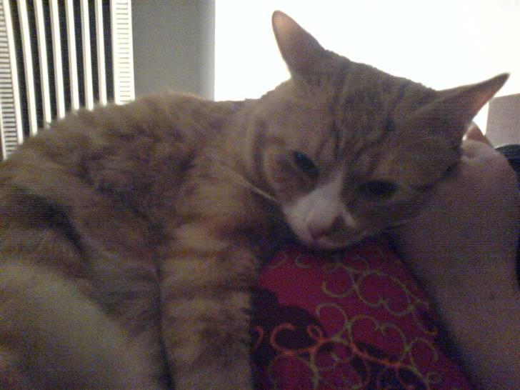 Huskat Kenzo billede 1