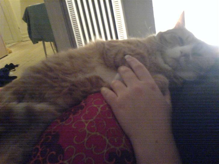 Huskat Kenzo billede 2