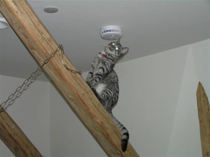 Huskat Tiger billede 14