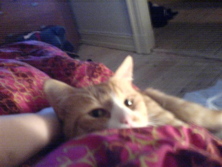 Huskat Kenzo billede 3