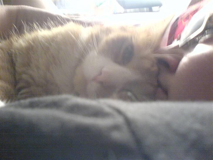 Huskat Kenzo billede 4