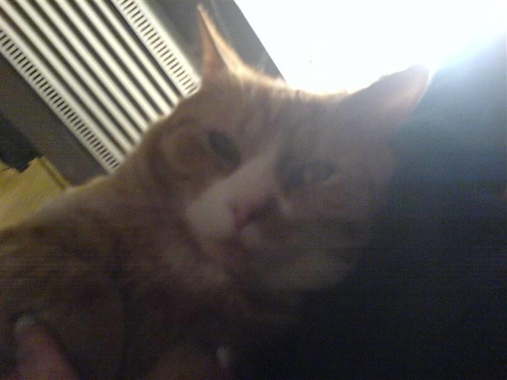 Huskat Kenzo billede 5