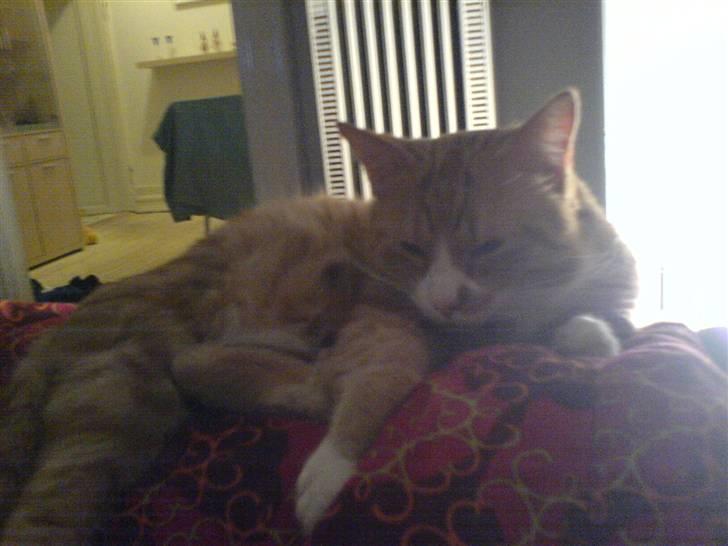 Huskat Kenzo billede 6