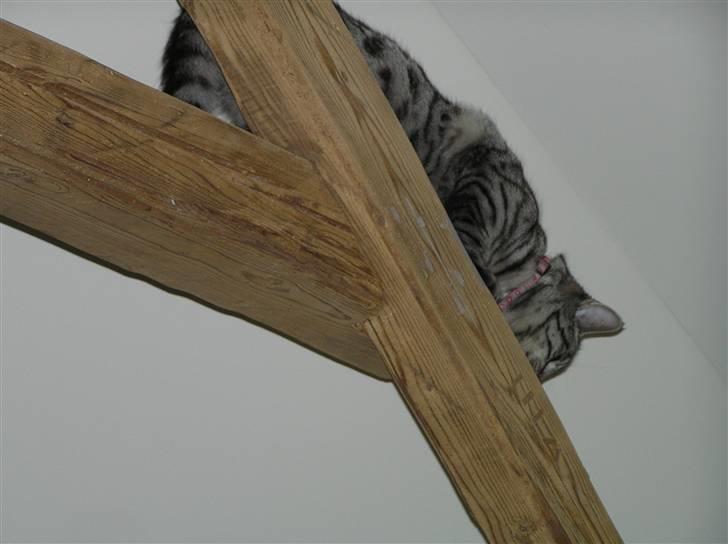 Huskat Tiger billede 17