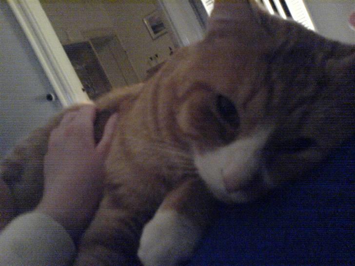 Huskat Kenzo billede 7