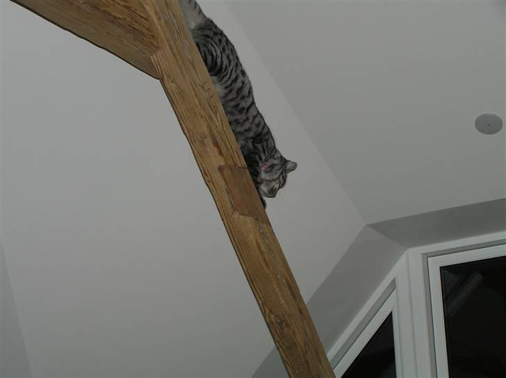 Huskat Tiger billede 18