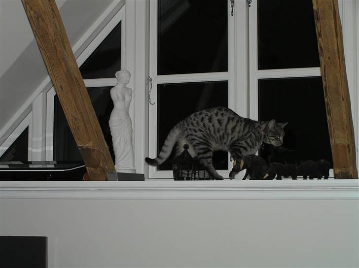 Huskat Tiger billede 19