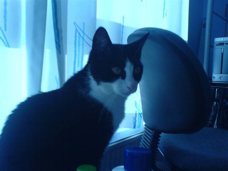 Huskat Felix - Han sidder på mit Sofabord.. bagefter dette billede skubbede han en af mine ting ned på gulvet (; billede 8