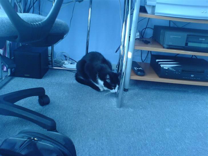 Huskat Felix - "Jeg skal nok få taget den bold" billede 9