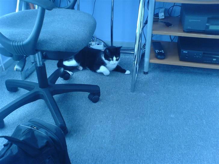 Huskat Felix - Felix på miit værelse... billede 10