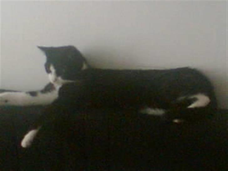 Huskat Felix - Slapper på miin storebrors seng.. billede 11